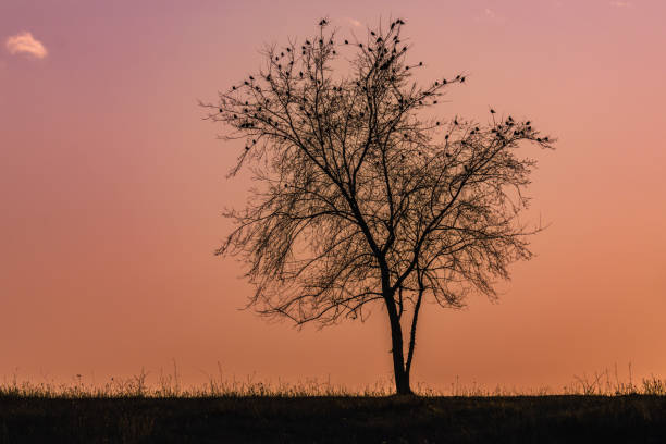 A lonely leafless tree in the field with birds on its top in Rivne, Rivne Oblast, Ukraine