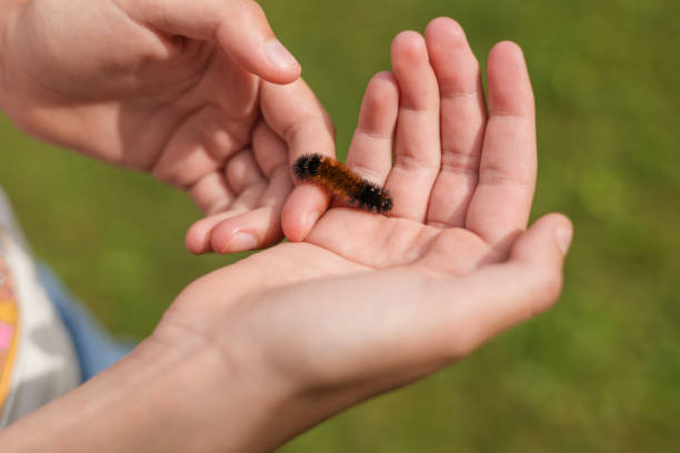 Child's young hands hold a banded woolly bear caterpillar in Canada, Ontario, Oliphant