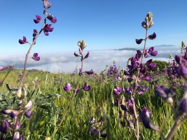 istock Wild Lupine Blooms Above the Clouds 2197695867