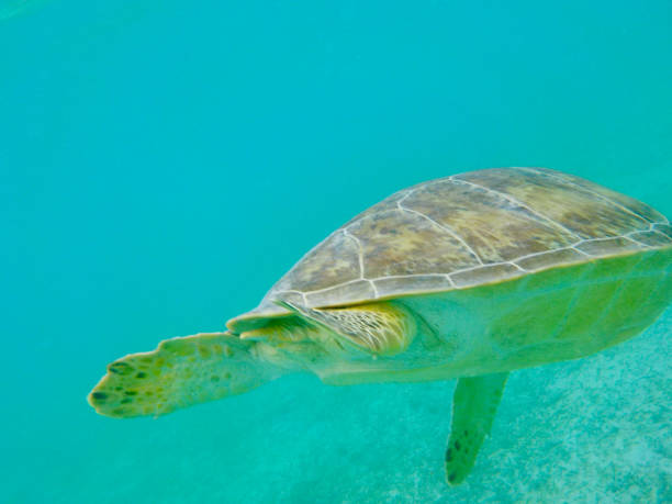 istock MCU Back flippers, tail and shell of an endangered Hawksbill sea turtle as it swims through bright blue water 2197696405