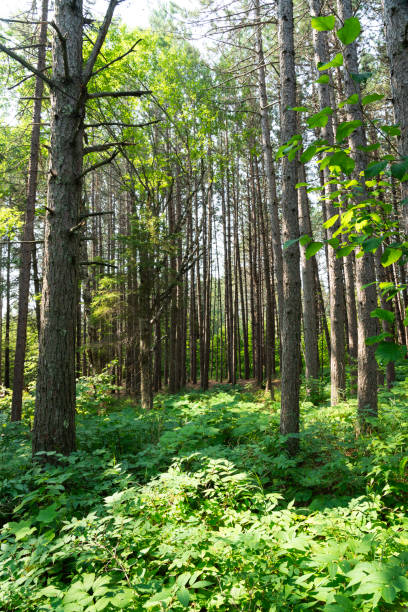 istock Sunlit forest en route to Iona Beach, Lake Superior 2197697144