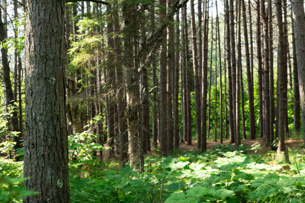 istock Sunlit forest en route to Iona Beach, Lake Superior 2197697145