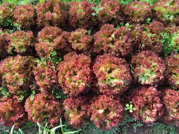 istock Growing organic vegetable farms 2197697635