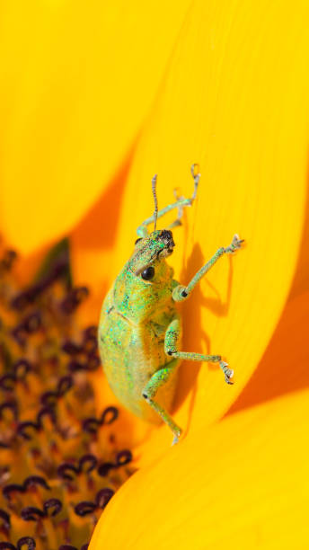 A vibrant macro shot featuring a sparkling green weevil climbing a sunflower petal. Its intricate textures and shimmering iridescence contrast beautifully with the bold yellow background, showcasing nature's intricate design