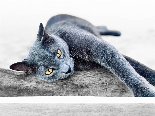 Adorable gray British Shorthair kitten resting on a cat tree with bright orange eyes and paws hanging down