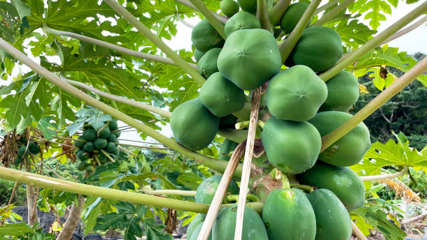 istock Papaya tree full of fruit Green papaya 2197703105