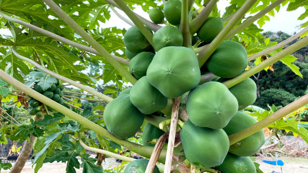 istock Papaya tree full of fruit Green papaya 2197703108