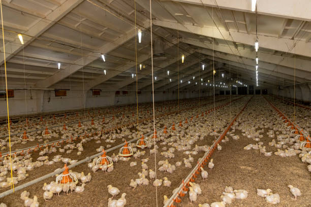 istock small chickens in down and feathers during cultivation at a poultry farm 2197705646