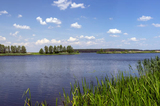lake in summer in cloudy weather, forest and reeds growing in the water on the lake, sky with clouds