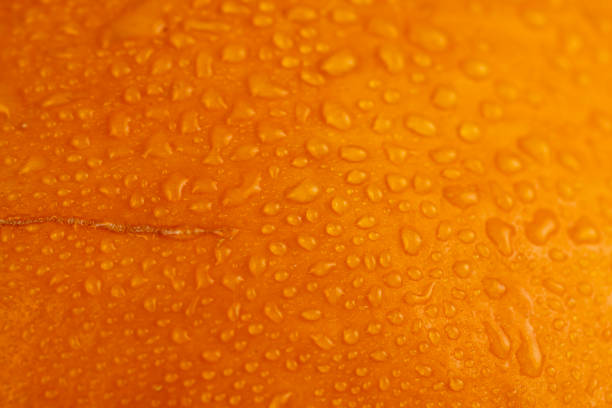 istock orange pumpkin wet in water close  up 2197705749