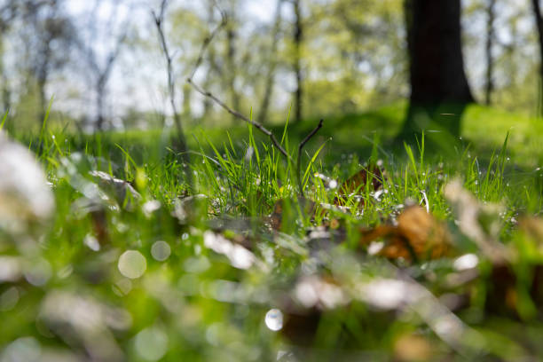 istock deciduous trees in the park in spring in sunny weather 2197706486