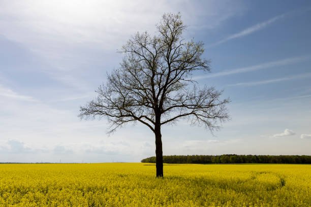 istock a tree in a rapeseed field in the spring season 2197706502