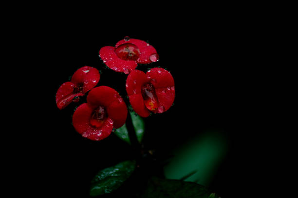 Red petals of flower with water droplets
