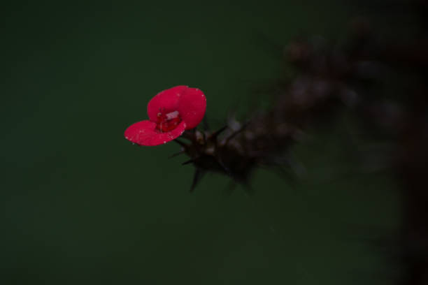 Red petal flower with black ground