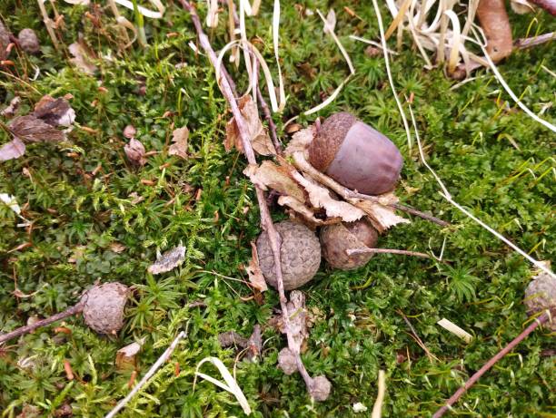 istock Oak acorns on green forest moss. Natural forest background in spring in the forest. Beautiful background in the forest. 2197707654