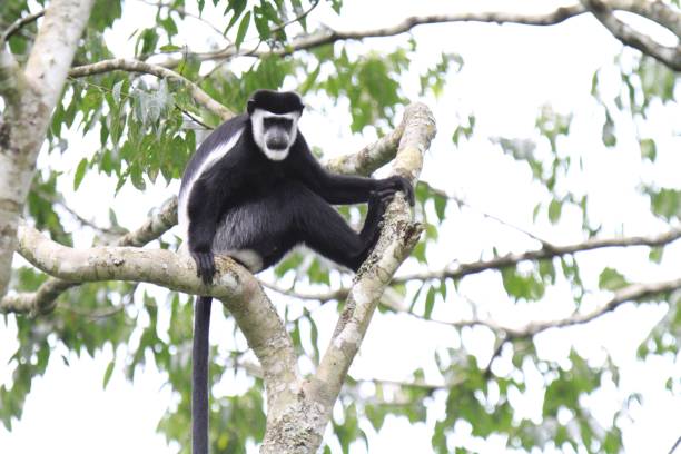 istock Black-and-White Colobus Monkey Resting on Tree Branch, Uganda, Africa 2197710688