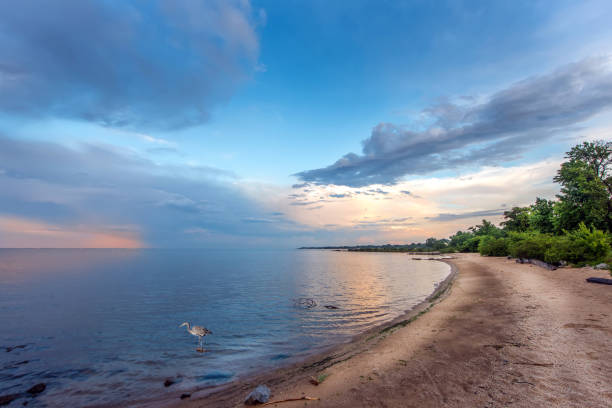 istock Great Blue Heron on a Chesapeake Bay beach at sunset 2197713137