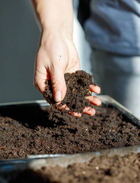 istock A person is holding a handful of dirt 2197715280