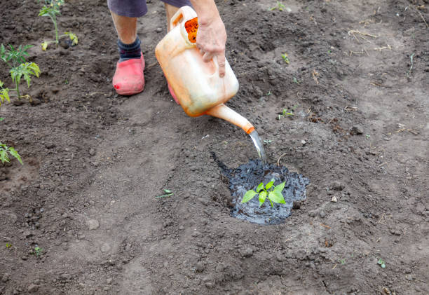 istock A person is watering a plant with a watering can 2197715306