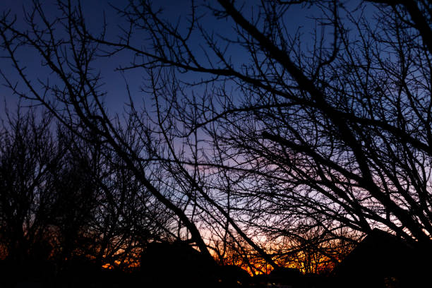 istock The sky is dark and the trees are bare 2197715407