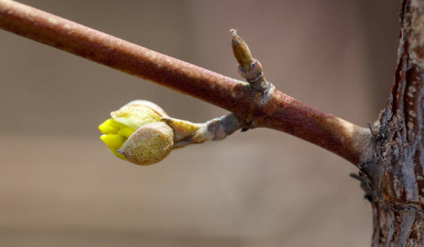 istock A branch with a yellow flower bud 2197715426
