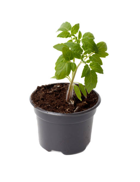 istock A small plant is in a black plastic pot 2197715434