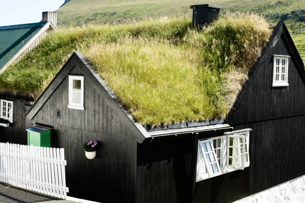 06/11/2020 - Faroe Islands, Denmark: A traditional grass-roofed house in the Faroe Islands, featuring a black wooden exterior, white-framed windows, and a vibrant green roof designed for insulation and sustainability, set against rolling green hills.