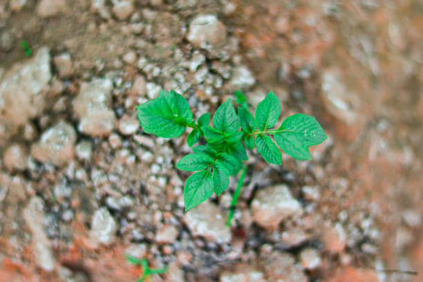 Green potato tree growing from the ground. Close-up shot.