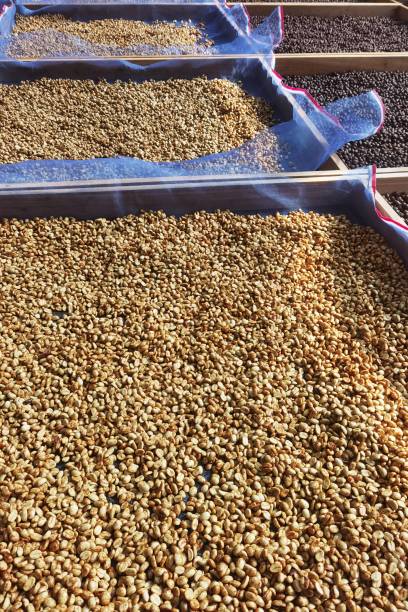 istock Close up of coffee beans drying 2197715923