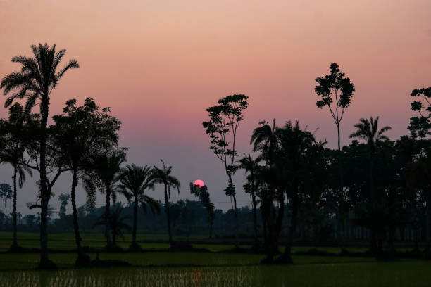 Silhouette of palm trees in the rice fields at sunset.