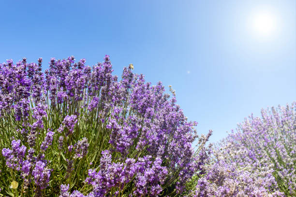 istock lavender flower garden, against the sky 2197717480