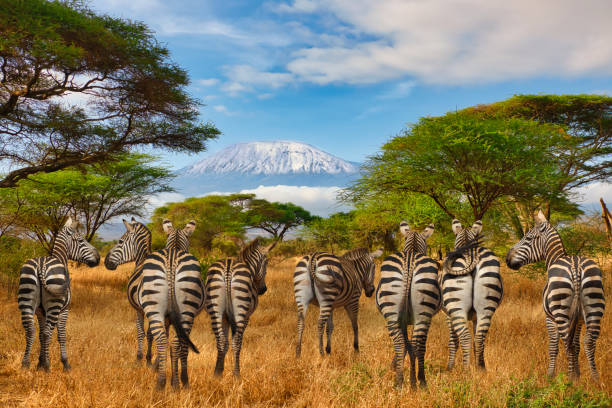 istock Zebra und der Kilimandscharo im Amboseli Nationalpark 2197717491