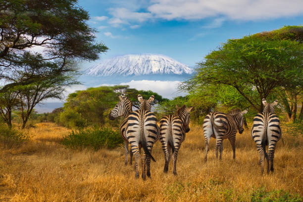 Zebra und der Kilimandscharo im Amboseli Nationalpark