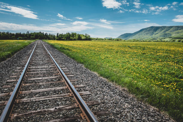 Perspective view of green field with dandelions and railroad running away under blue sky and green trees