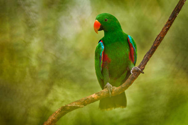 istock Papuan eclectus, red-sided eclectus, Eclectus polychloros, green big parrot from New Guinea, Asia. Papuan eclectus, bird in the nature forest habitat, Papua. Wildlife nature. 2197720392