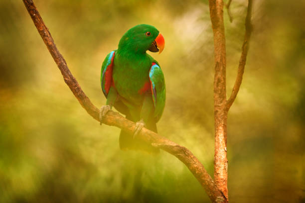 istock Papuan eclectus, red-sided eclectus, Eclectus polychloros, green big parrot from New Guinea, Asia. Papuan eclectus, bird in the nature forest habitat, Papua. Wildlife nature. 2197720397