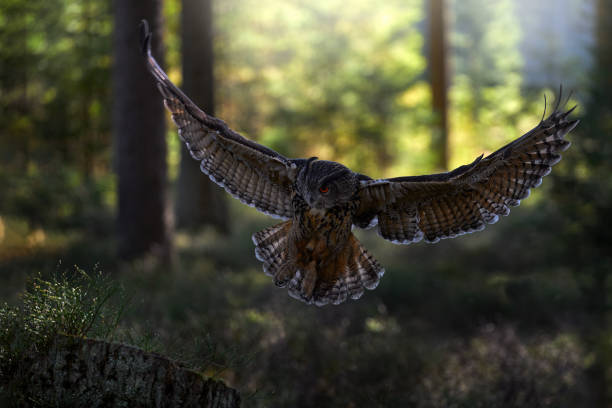 istock Autumn forest wildlife. Flying Eurasian Eagle Owl, Bubo bubo, with open wings in forest habitat, orange autumn trees in background. Bird flight. 2197720438