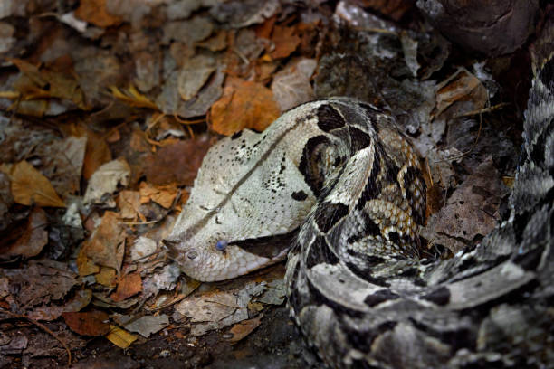 istock Eastern diamondback rattlesnake, Crotalus adamanteus pit viper endemic to the Southeastern United States. Find the snake in fall leaves in the forest. Viper portrait in the nature habitat, wildlife. 2197720499