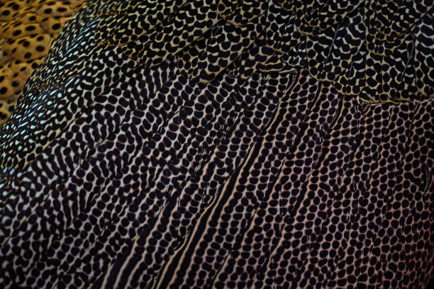 Feathers plumage close-up detail. Great argus, Argusianus argus, big bird portrait with long taill in the forest, Sabah, Borneo. Argus sitting on the stone in trees, tropic wildlife nature. Bird. plumas, plumaje, plumaje, detalle en primer plano. gran argus, argusianus argus, gran retrato de pájaro con largo taill en el bosque, sabah, borneo. argus sentado en la piedra en los árboles, naturaleza de vida silvestre tropical. pájaro.