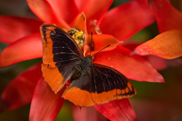 Flame-bordered Emperor, Charaxes protoclea, orange black butterfyl on the red leaf flower bloom, Tanzania in Africa. Close-up macro detail from nature, butterfly in the habitat. Africa wildlife.