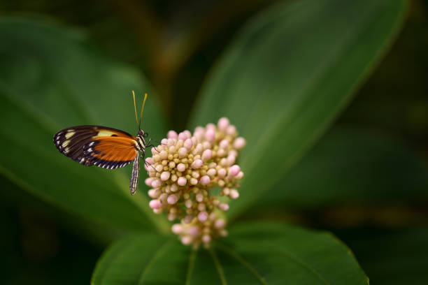 Heliconius numata, Numata longwing, butterfly Costa Rica, courtship mating fly. Insect on flower bloom in the nature habitat.  Wildlife nature. Tropic butterfly in jungle forest, longwing flight.