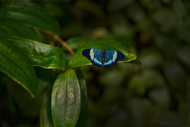 Procilla Beauty, Panacea procilla, blue butterfly from Ecuador. Blue nice insect in the nature habitat, beauty on the green leave in the forest. Nature wildlife.