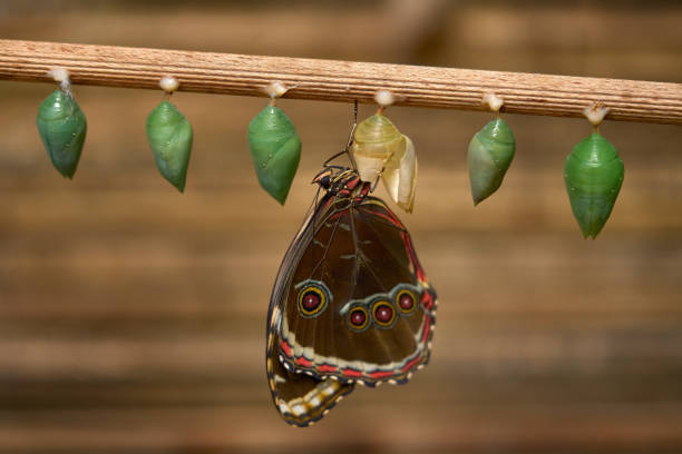 Insect hatch out. Butterfly with chrysalis pupas, orpho peleides. beautiful butterfly from Mexico sitting on the leaves in nature. Insect birth behavior. Animal delivery.