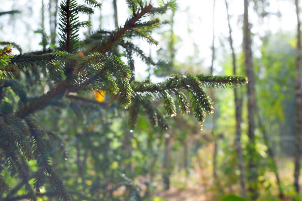 Vibrant pine tree branch with sunlight streaming through, highlighting natural beauty and serenity in a lush forest setting. Captures nature's tranquility and abundant greenery with glistening raindrops from recent rainfall.