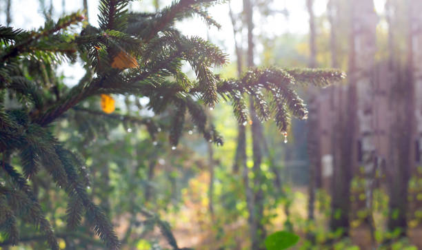 Vibrant pine tree branch with sunlight streaming through, highlighting natural beauty and serenity in a lush forest setting. Captures nature's tranquility and abundant greenery with glistening raindrops from recent rainfall.