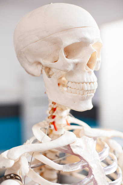 Closeup of skeleton skull showing detailed bone features in empty medical office, ready for osteopathic examination. Human skeletal structure in vacant clinic room used during consultations.