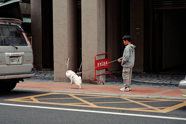 Hualien, Taiwan – February 25, 2023: In the quiet streets of Hualien, a young boy in a gray hoodie and cargo pants patiently holds onto a retractable leash as his small, fluffy white dog leaps forward in excitement. The child stands still, watching his pet, while the dog tugs at the leash .
