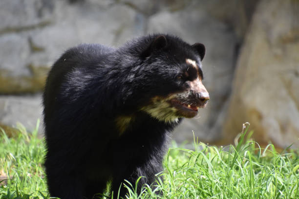 istock Andean Bear Cub with his Mouth Slightly Open 2197723928