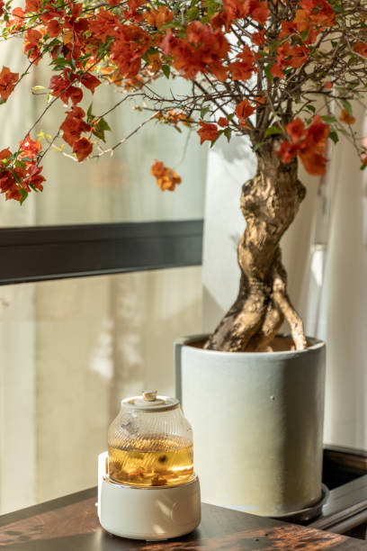 Indoor tea table and blooming bougainvillea