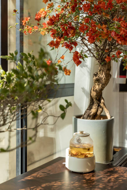 Indoor tea table and blooming bougainvillea